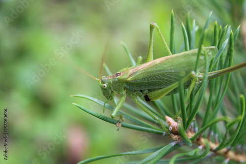 grasshopper © Алексей Лисненко