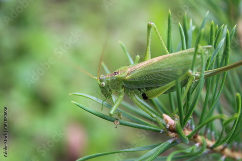 grasshopper