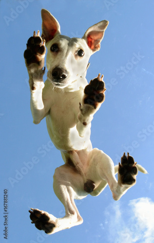 White Whippet male dog seen from below, standing on a plexiglass plate. photo