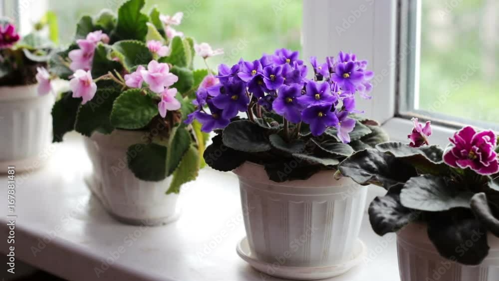 Beautiful, blooming, tender violet, red, pink violets bloom in pot on the windowsill Beautiful, blooming, tender violet, red, pink violets bloom in pot on the windowsill