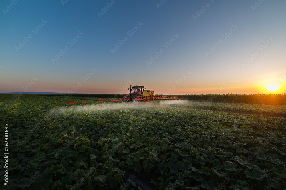 Fototapeta premium Tractor spraying soybean field at spring