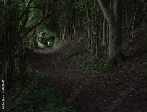 Woodland path