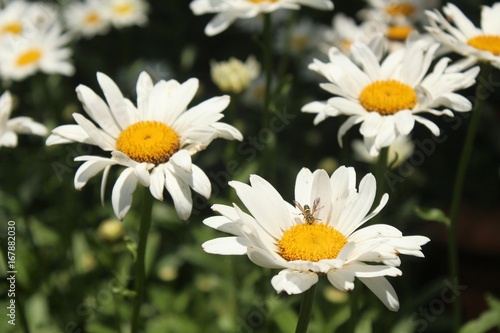 White Daisys blooming in an outdoor garden