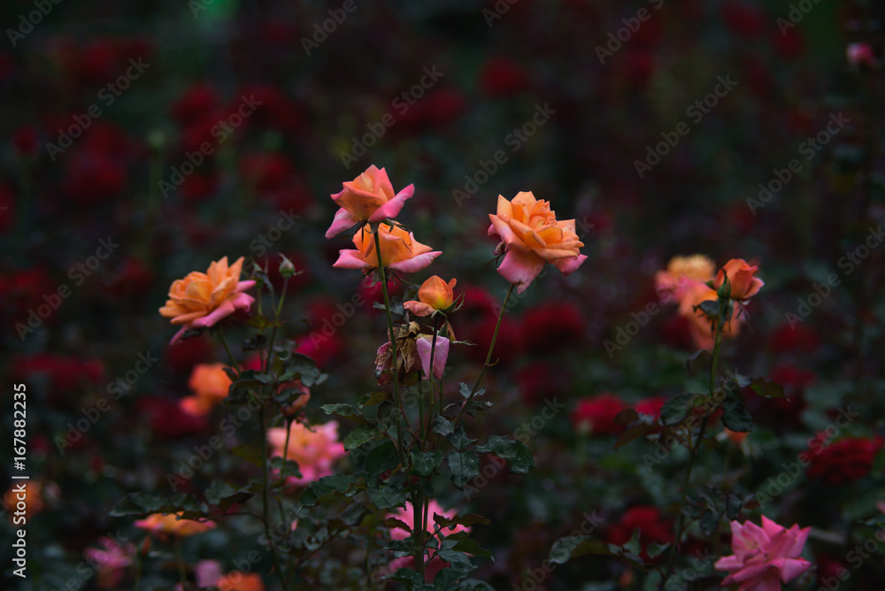 Rose in field Rose in field