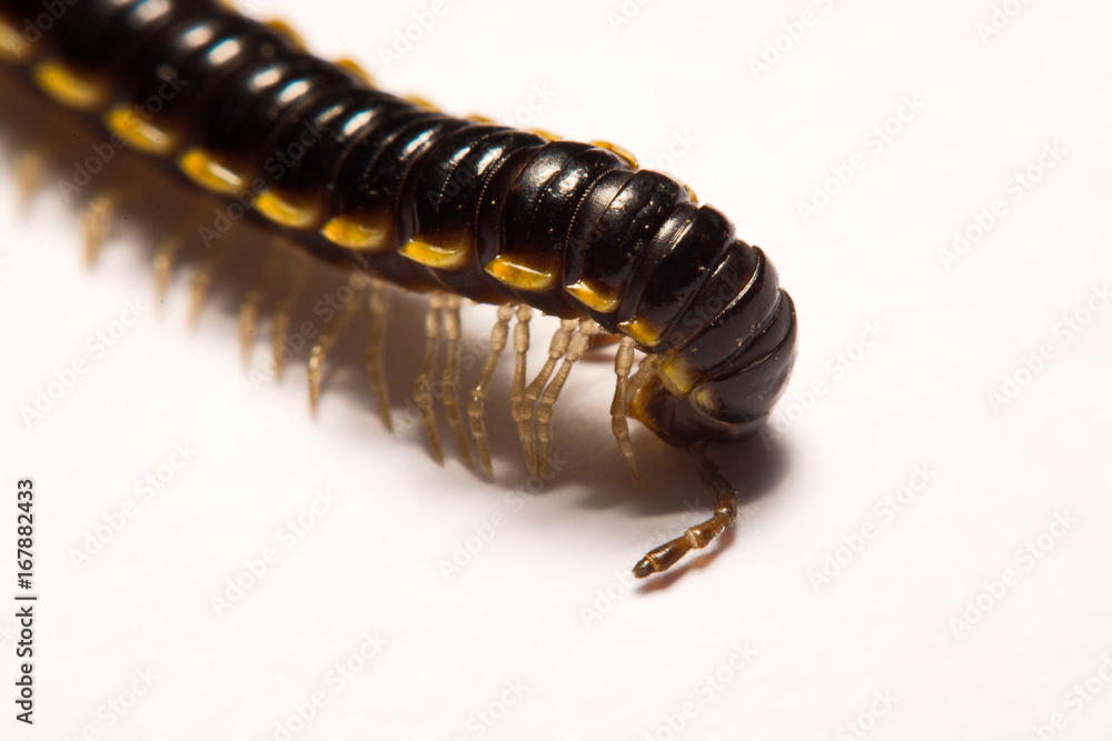 Close-up/Macro Focus of the photo centipedes on white background Close-up/Macro Focus of the photo centipedes on white background