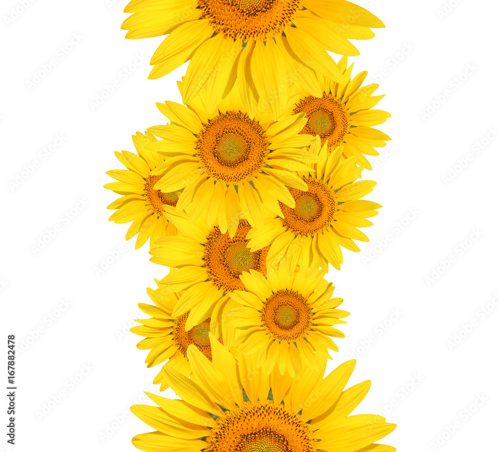 sunflower on white background 5 sunflower on white background 5