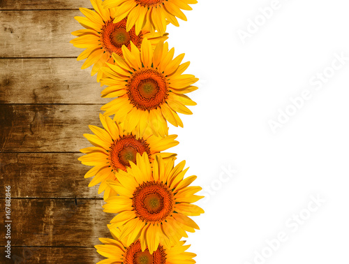 Fototapeta Naklejka Na Ścianę i Meble -  Sunflowers on cement wall isolate on white