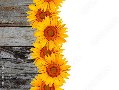 Fototapeta Naklejka Na Ścianę i Meble -  Sunflowers on old wood  white background