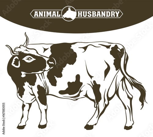 breeding cow. animal husbandry. livestock