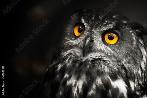 Portrait black and white Eurasian eagle-owl, owl