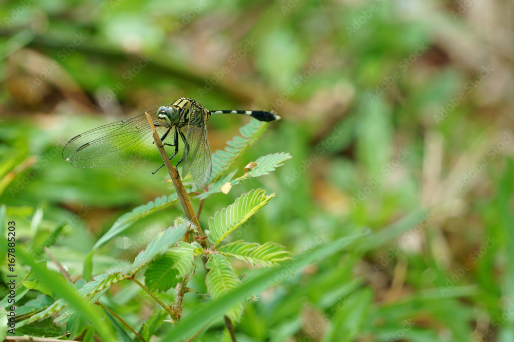 Dragonfly (Anisoptera) with a dry tree branch Dragonfly (Anisoptera) with a dry tree branch