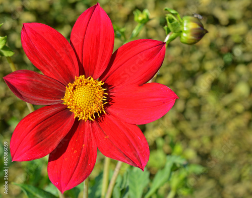 Fototapeta Naklejka Na Ścianę i Meble -  Dahlia
