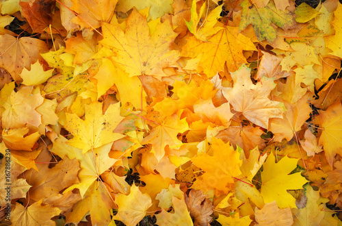 Autumn colorful orange  red and yellow maple leaves as background Outdoor.