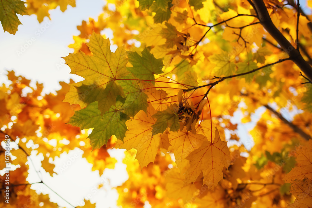Beautiful yellow, green and red colorful autumn maple leaves as background Beautiful yellow, green and red colorful autumn maple leaves as background