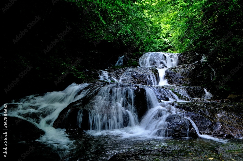 Fototapeta premium 群馬県長野原町 夏の魚止めの滝
