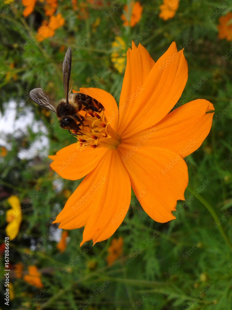 Obraz premium Flower with bee