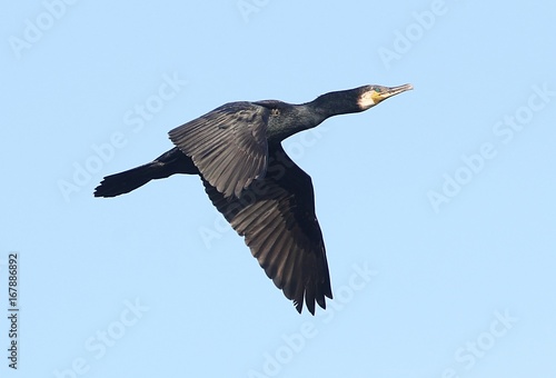 European Great Black Cormorant (Phalacrocorax carbo) in flight.