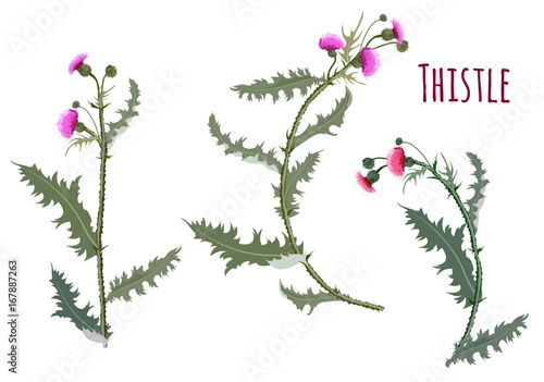 Thistle, (Carduus, Silybum, Onopordum). Set of red, purple flowers, buds, spiny stems, green leaves. Symbol of Scotland on white background, digital draw, botanical illustration for design, vector