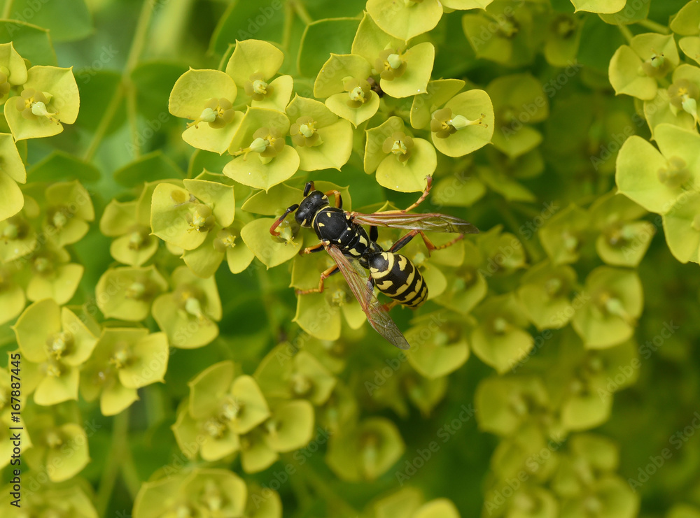 Wespe; Vespula; germanica Wespe; Vespula; germanica
