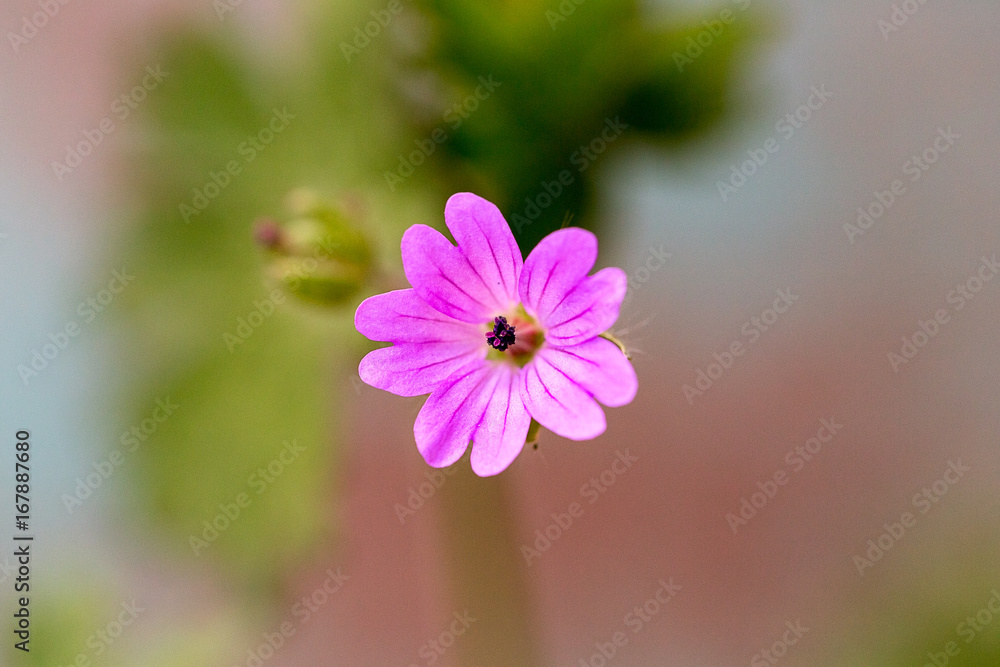 Fiore Fiore