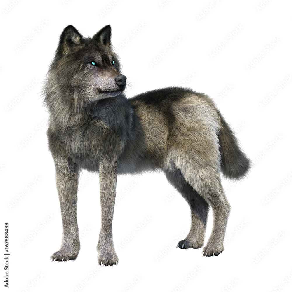 Fototapeta premium 3D Rendering Gray Wolf on White