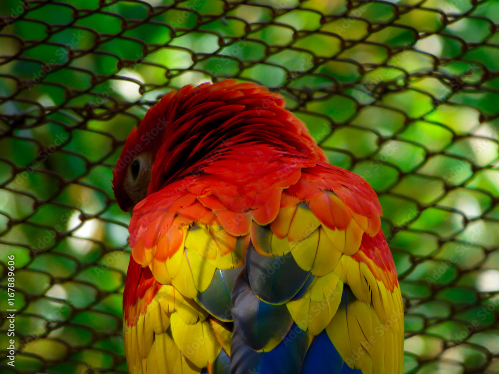 Obraz premium parrot