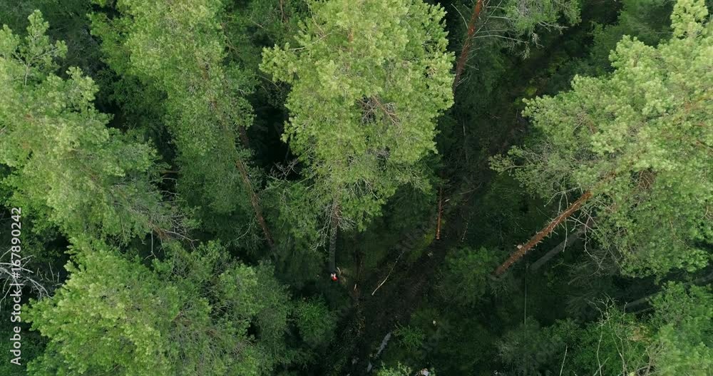 Deforestation in a coniferous forest