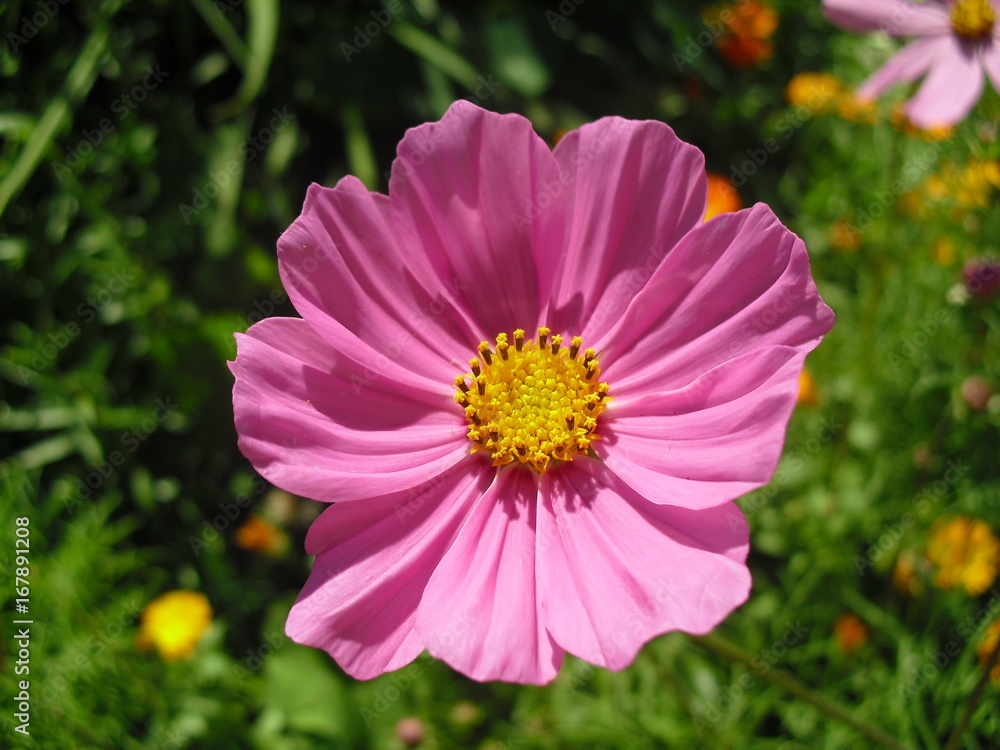 Obraz premium Цветы