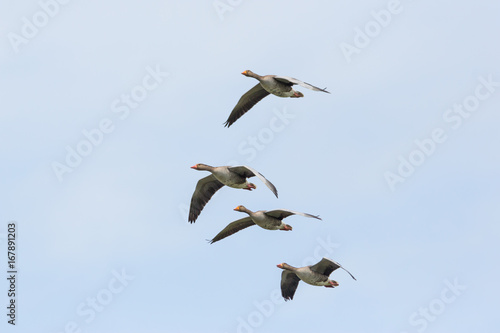 four flying gray geese (anser anser) white sky
