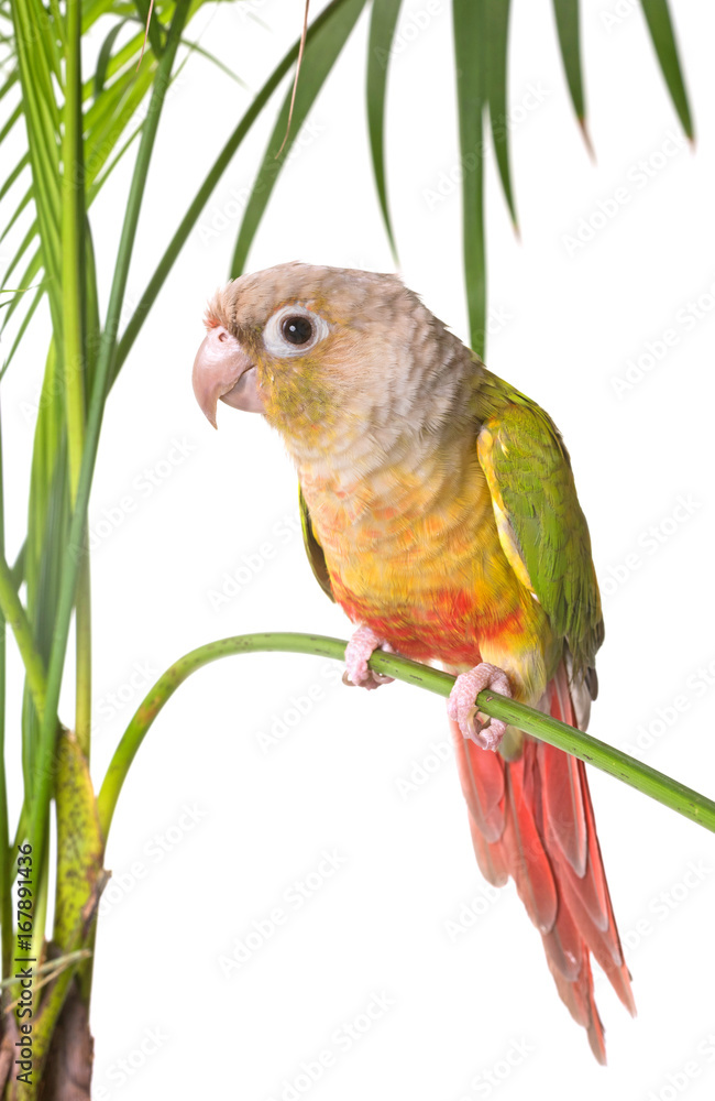 Obraz premium Green-cheeked parakeet in studio