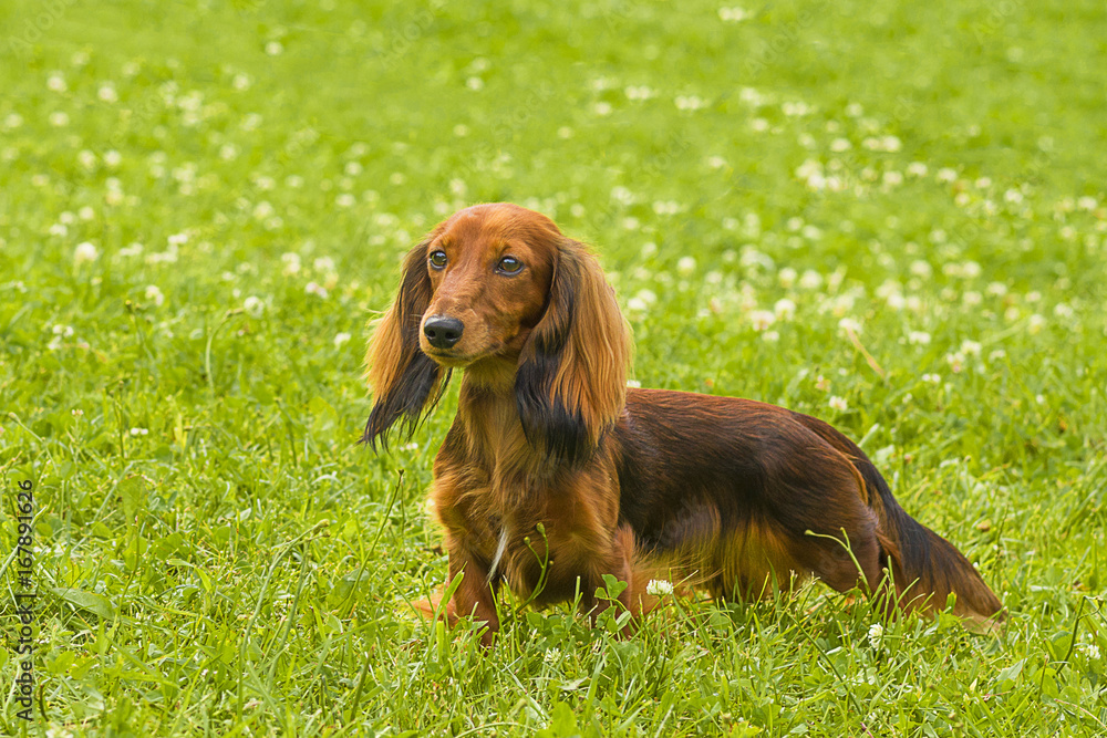 Typical Dachshund Close-up