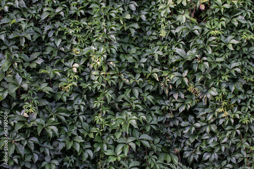 Wall of green leaves