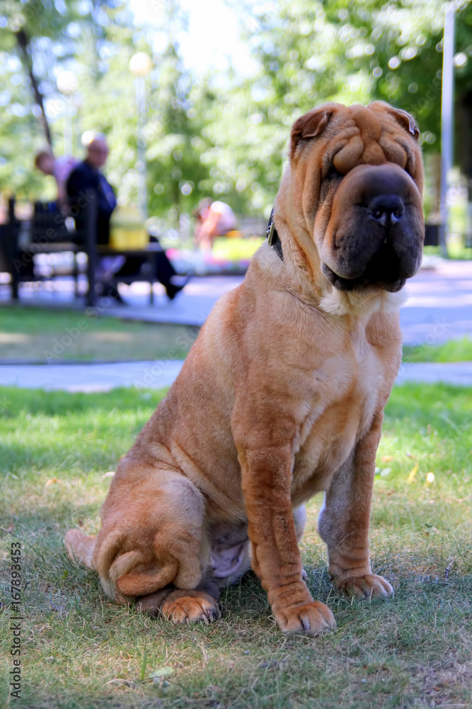 Adult shar pei dog is sitting on a grass in a park. Adult shar pei dog is sitting on a grass in a park.