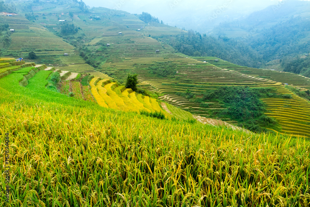 rice farmers on the terraces Mucangchai, Vietnam. rice farmers on the terraces Mucangchai, Vietnam.