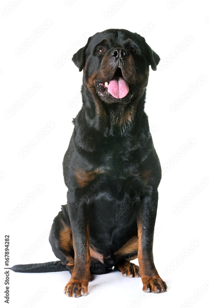 Fototapeta premium rottweiler in studio