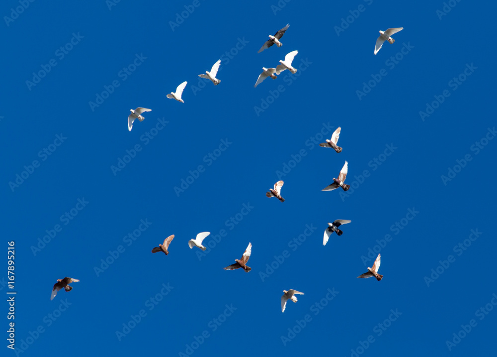Fototapeta premium A flock of pigeons on a blue sky