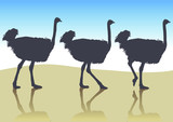Ostrich in profile