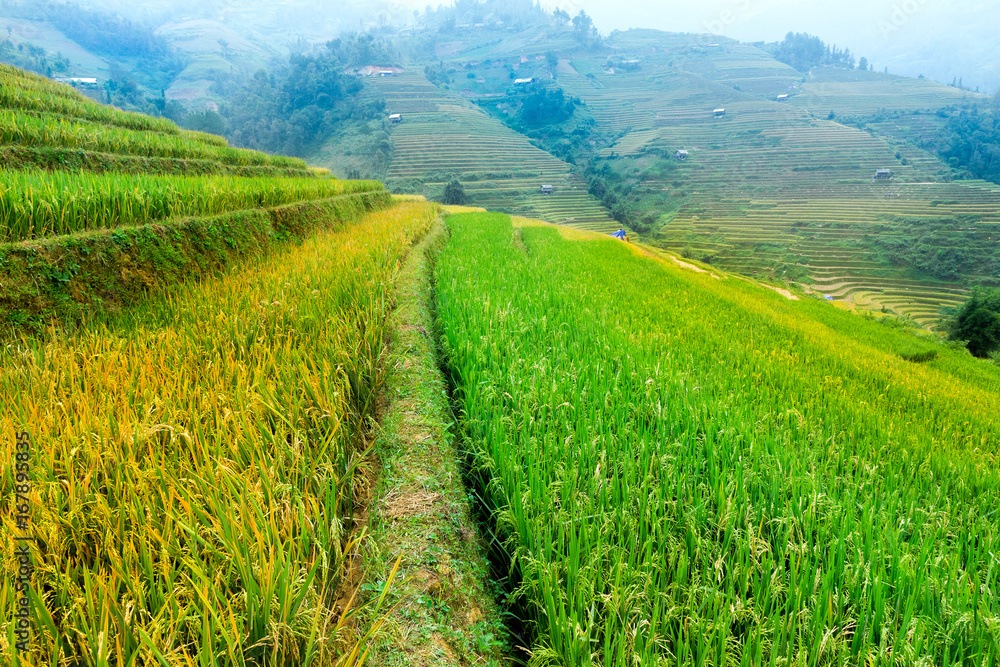 rice farmers on the terraces Mucangchai, Vietnam. rice farmers on the terraces Mucangchai, Vietnam.