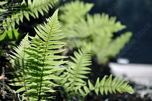 Green fern twigs in the backlit of the sunset. Close up, selective focus.