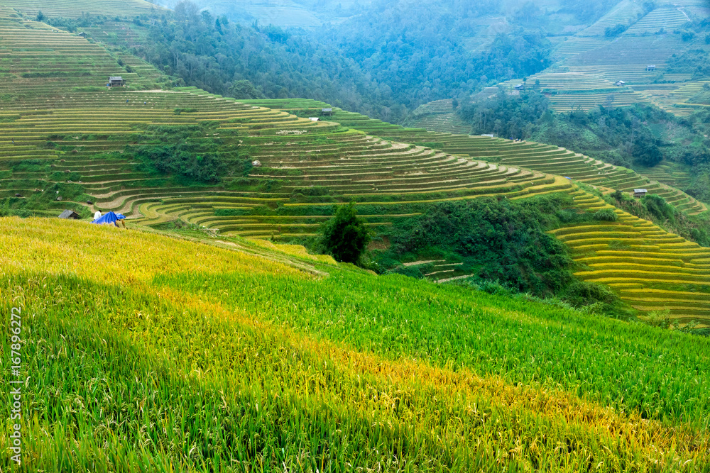 rice farmers on the terraces Mucangchai, Vietnam.