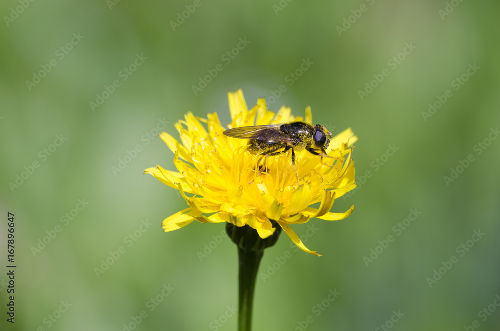 Bee on flower Bee on flower
