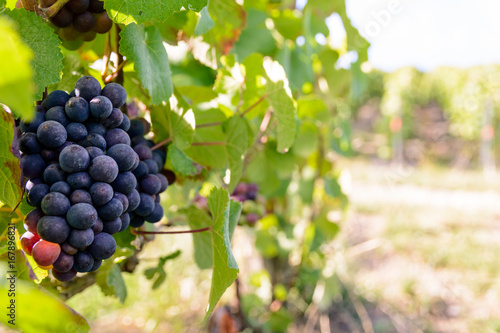 Wallpaper Mural Close-up view of bunches of ripe grapes in the Champagne vineyard at sunset. Torontodigital.ca