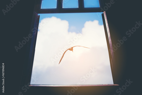 Photography Bird in the sky.