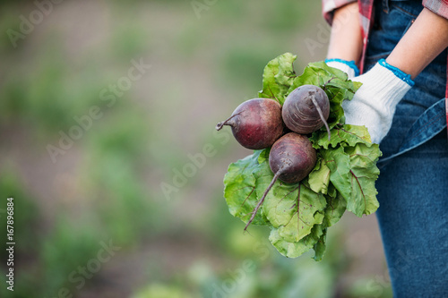 farmer holding beets in field photo