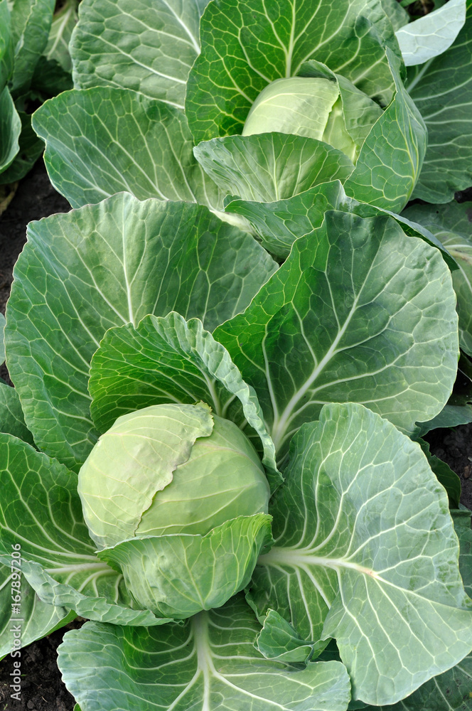 close-up of organically cultivated ripening cabbage in the vegetable
garden,vertical composition
close-up of organically cultivated ripening cabbage in the vegetable
garden,vertical composition