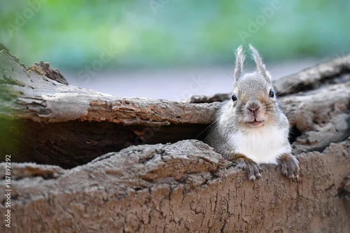 Tapety Sciurus lis ( 2 )