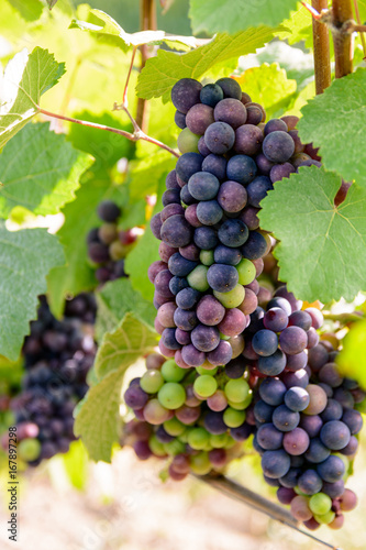 Wallpaper Mural Close-up view of bunches of grapes at different stages of ripeness in the Champagne vineyard at sunset. Torontodigital.ca