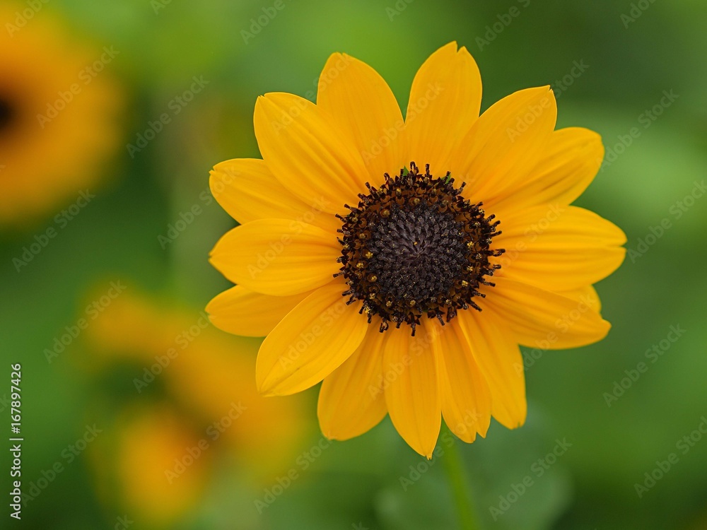 ひまわりの花 ひまわりの花