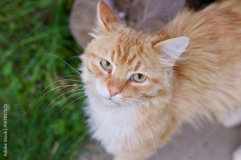 Ginger cat