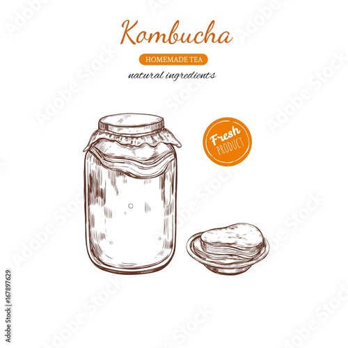 Kombucha homemade tea collection. Vector hand drawn illustration. Isolated objects on white